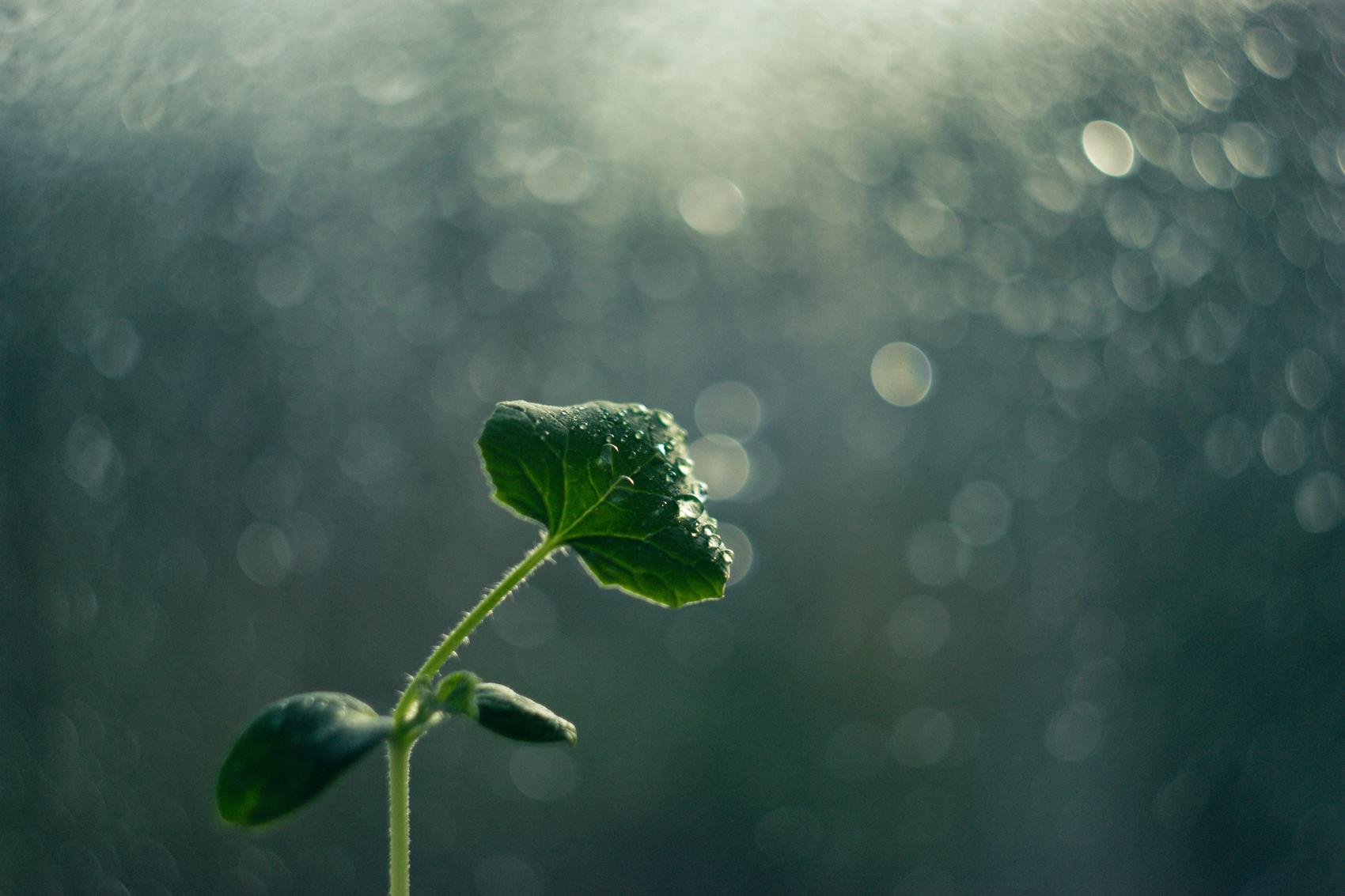 plant