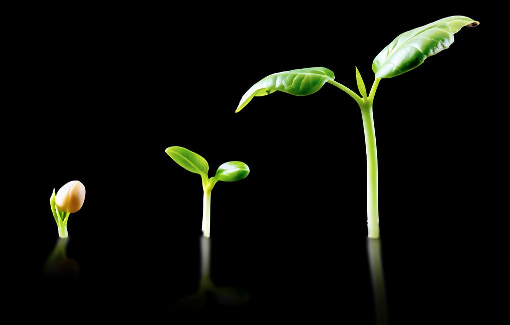 growing plants